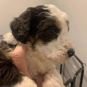 Meet your Posher, Casey